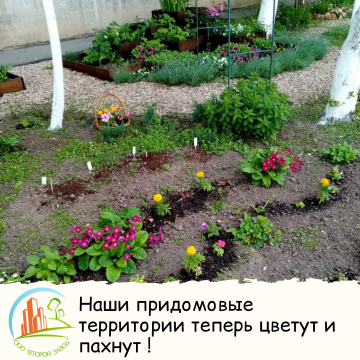 Наши придомовые территории теперь цветут и пахнут!